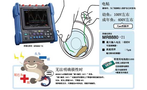 带电鱼的电压丈量